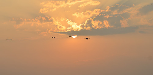 flamingos birds at bhigwan backwaters