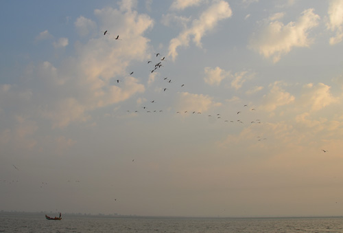 flamingos birds at bhigwan backwaters