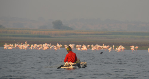 flamingos birds at bhigwan backwaters