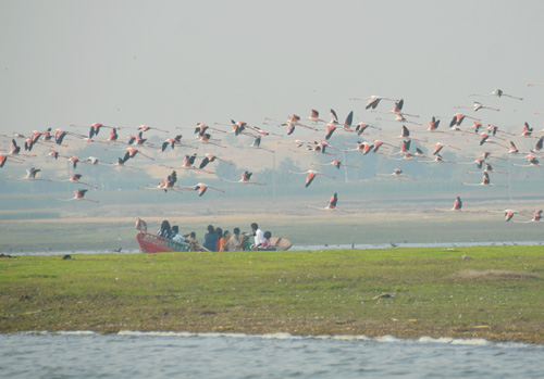 flamingos birds at bhigwan backwaters