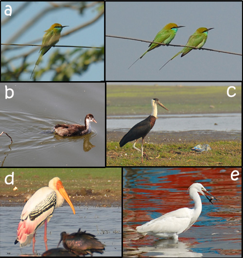 flamingos birds at bhigwan backwaters