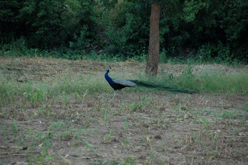 Morachi Chincholi peacock peahen village near pune