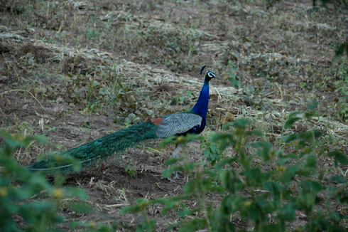 Morachi Chincholi peacock peahen village near pune