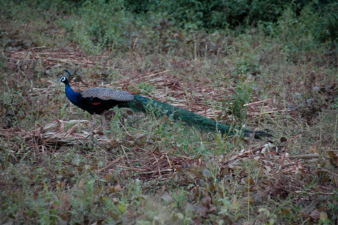 Morachi Chincholi peacock peahen village near pune