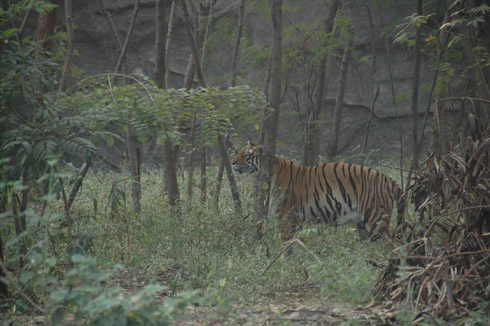 Pune Katraj zoo