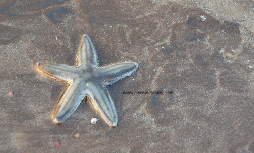 My first "wild" starfish and it moved!