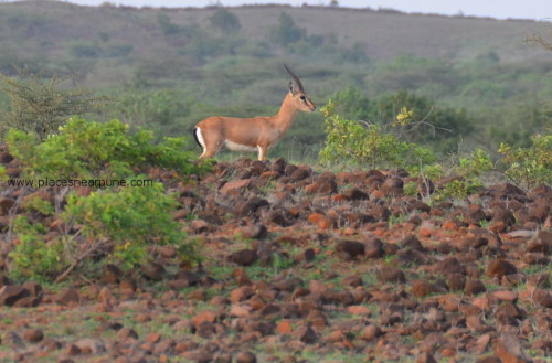 Mayureshwar_Wildlife_Sanctuary_Supe_2