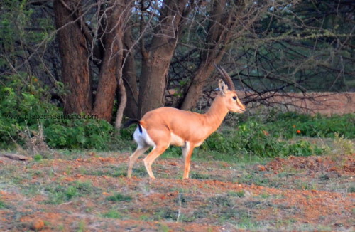 Mayureshwar_Wildlife_Sanctuary_Supe_6