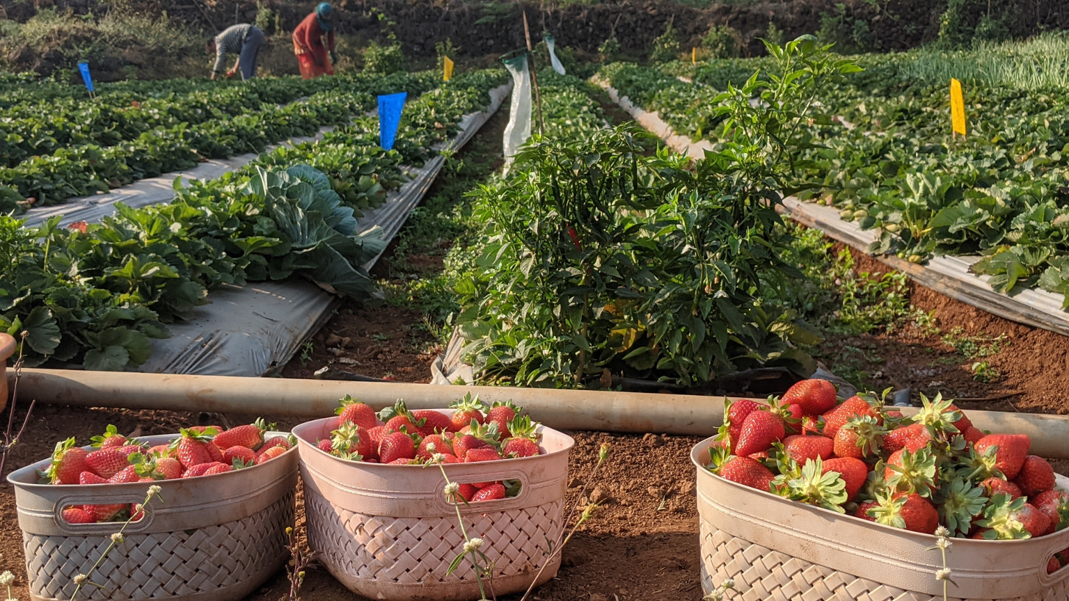 Gurusparsh Strawberry Farmstay in Panchgani better than all those