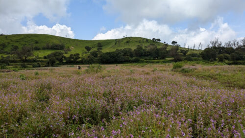 Raireshwar Fort Trek Flowers