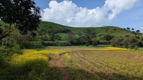 Raireshwar Fort Flowers